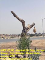 44757 07 045  Mahmoud Eid Oasis Heritage Museum, Oase Bahariya, Weisse Wueste, Aegypten 2022.jpg